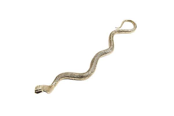 Accessoires ROBERTO CAVALLI SNAKE Fabrik ROBERTO CAVALLI aus Italien. Foto №1
