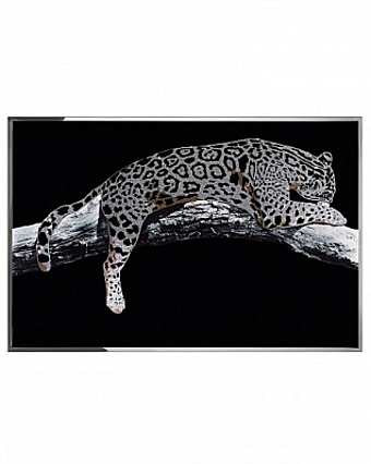 Panel, Bild LEOPARDO
