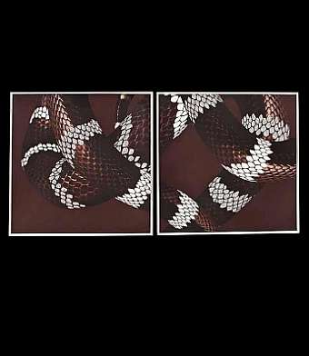 Panel, Bild SERPENTE