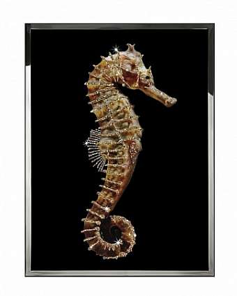 Panel, Bild HIPPOCAMPUS